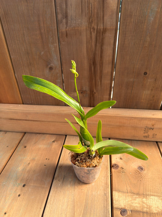 3" Caularthron bicornatum