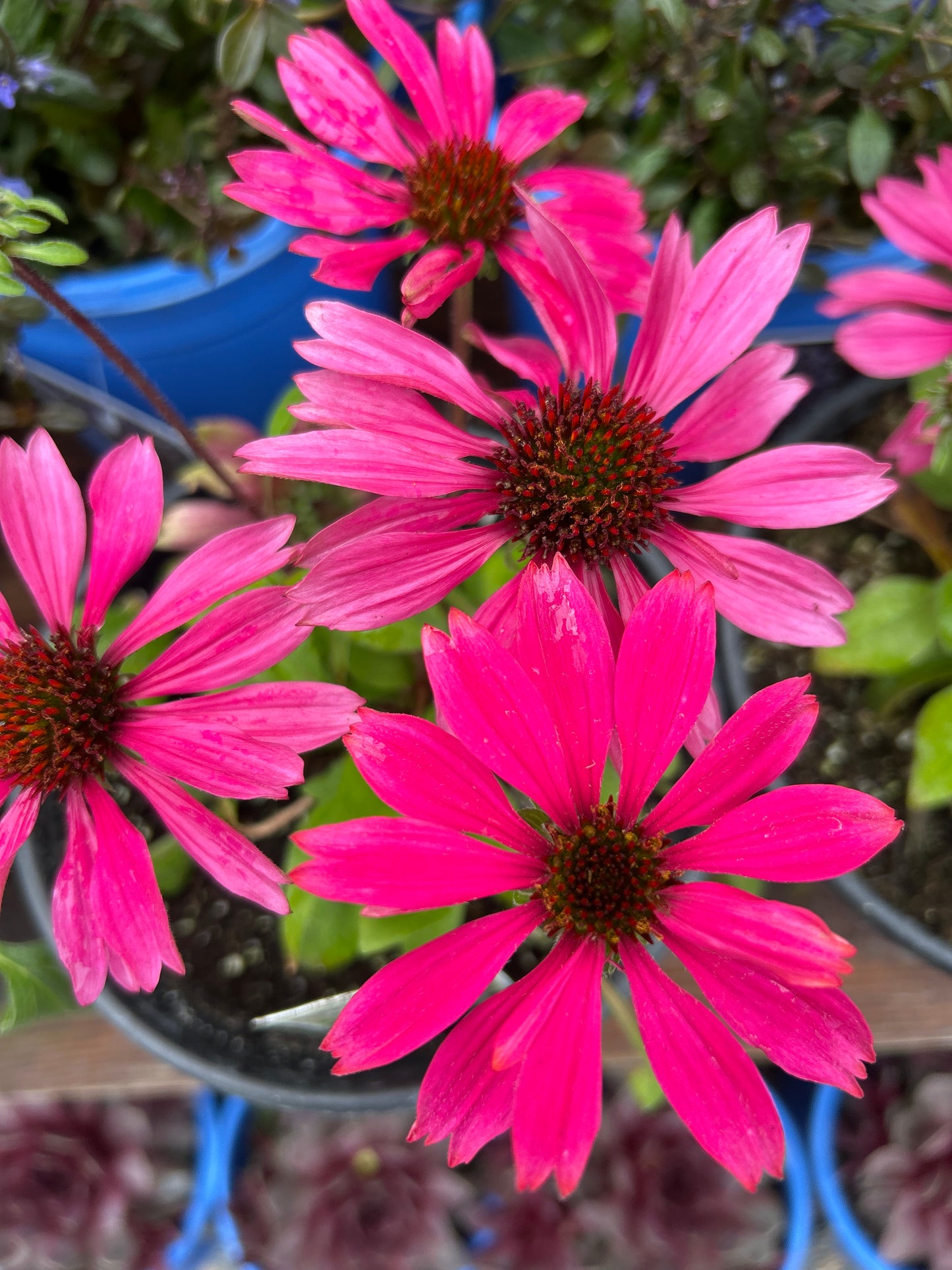 Echinacea Panama Rose 1 gal