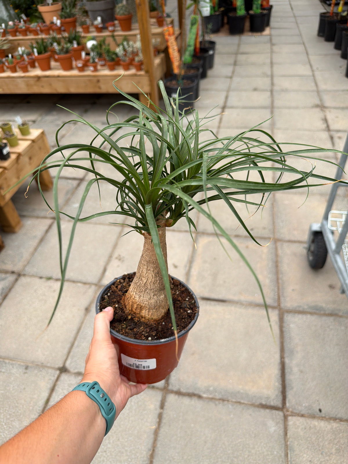 6" Ponytail Palm