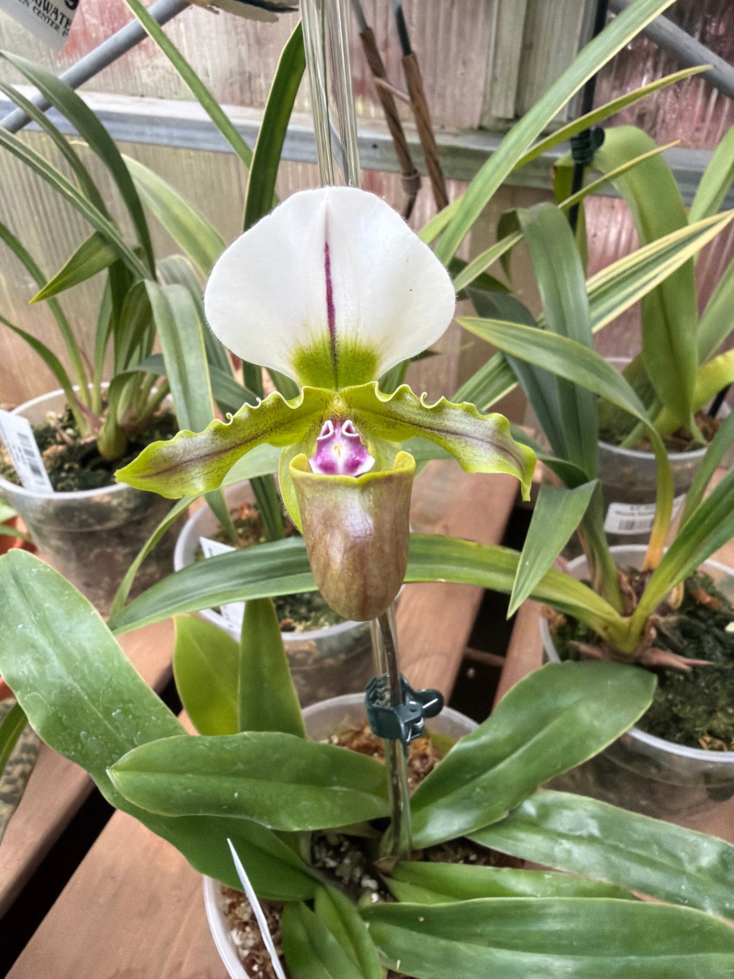 Paphiopedilum Spicerianun