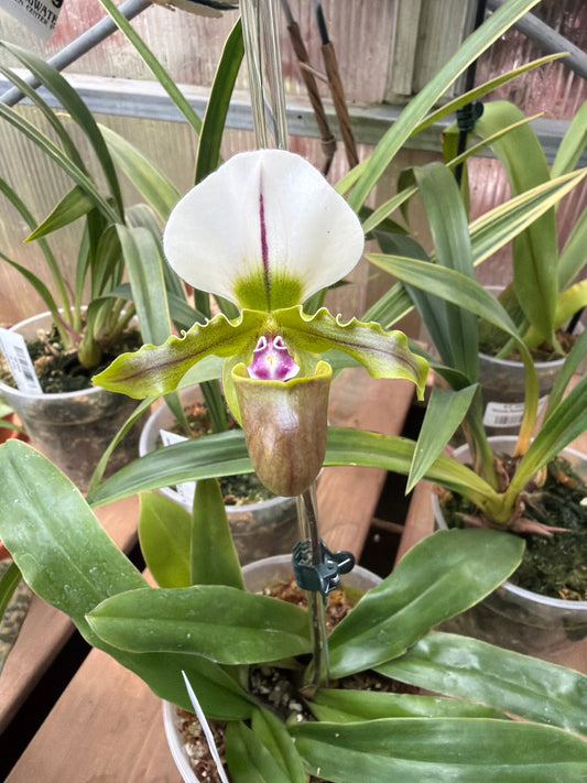 Paphiopedilum Spicerianun