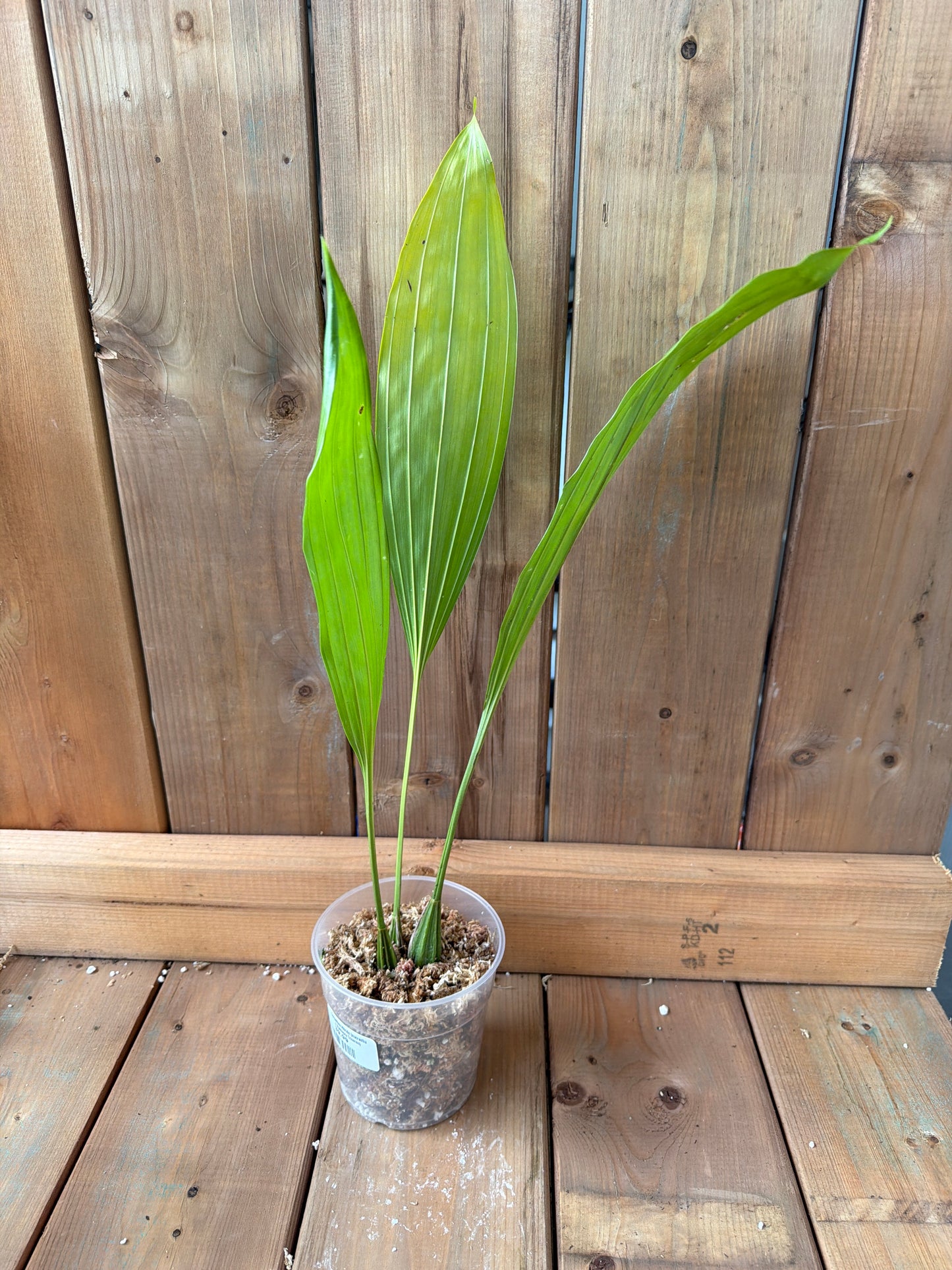 4.5" Coryanthes Hibrido (macrantha x Stanhopea Tricornis)
