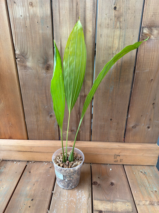 4.5" Coryanthes Hibrido (macrantha x Stanhopea Tricornis)