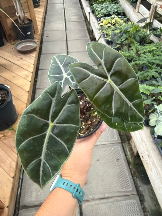 4" Alocasia Purple Vein