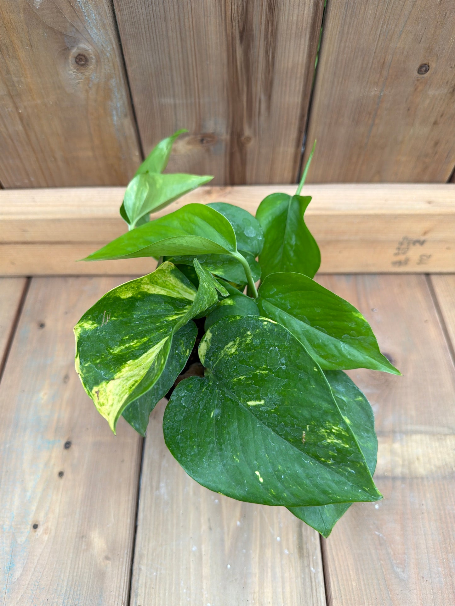 4" Pothos 'Golden'