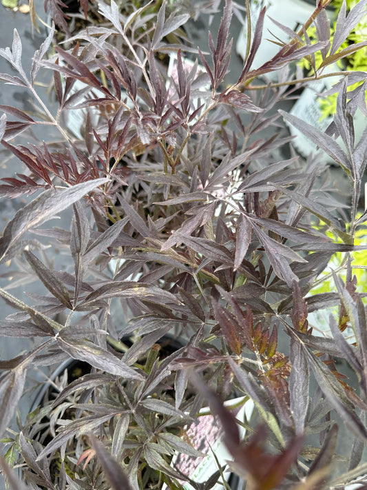 Elderberry ‘Black Lace’