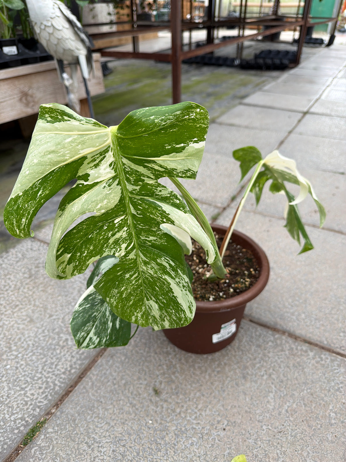 9” Monstera Albo (LOCAL PICK UP OR BARE ROOT SHIPPING)