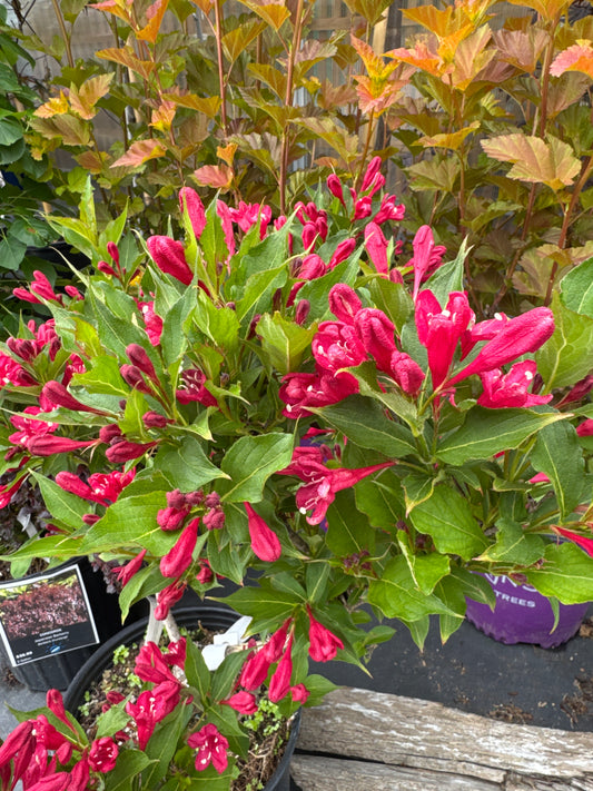 Wiegela Red Prince