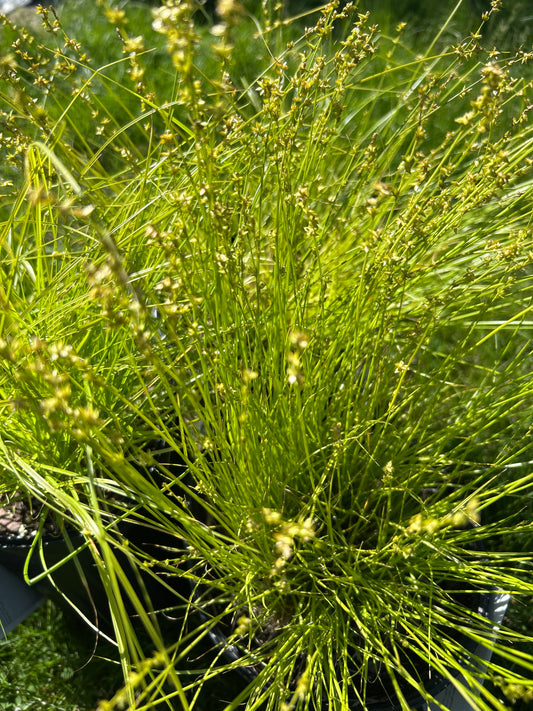 1gal Carex rosea