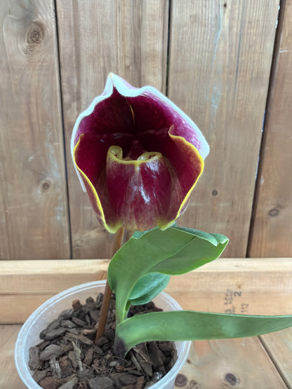 6" Paphiopedilum 'Wally's Weirdness'