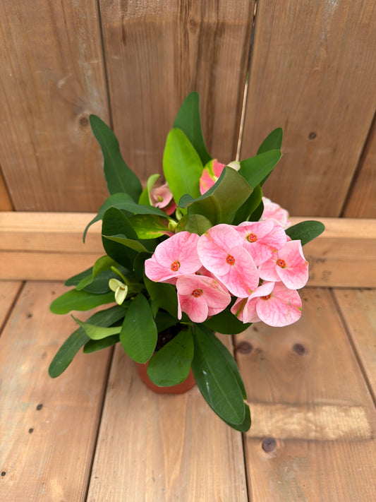 4" Euphorbia milii