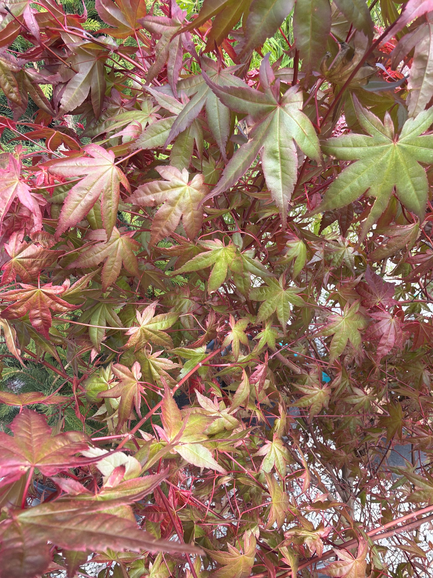Japanese Maple Beni-Maiko 10gal