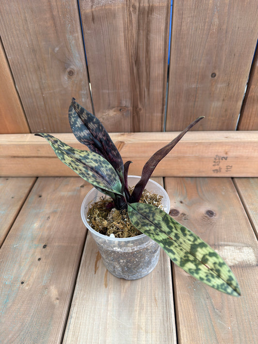 4.5" Paphiopedilum Hibrido (Raven Soul 'Dark Leaf')