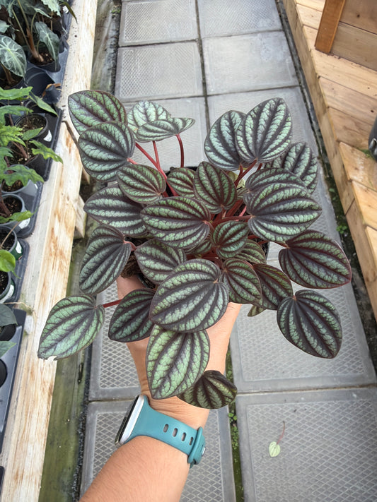 4" Peperomia Piccolo Banda