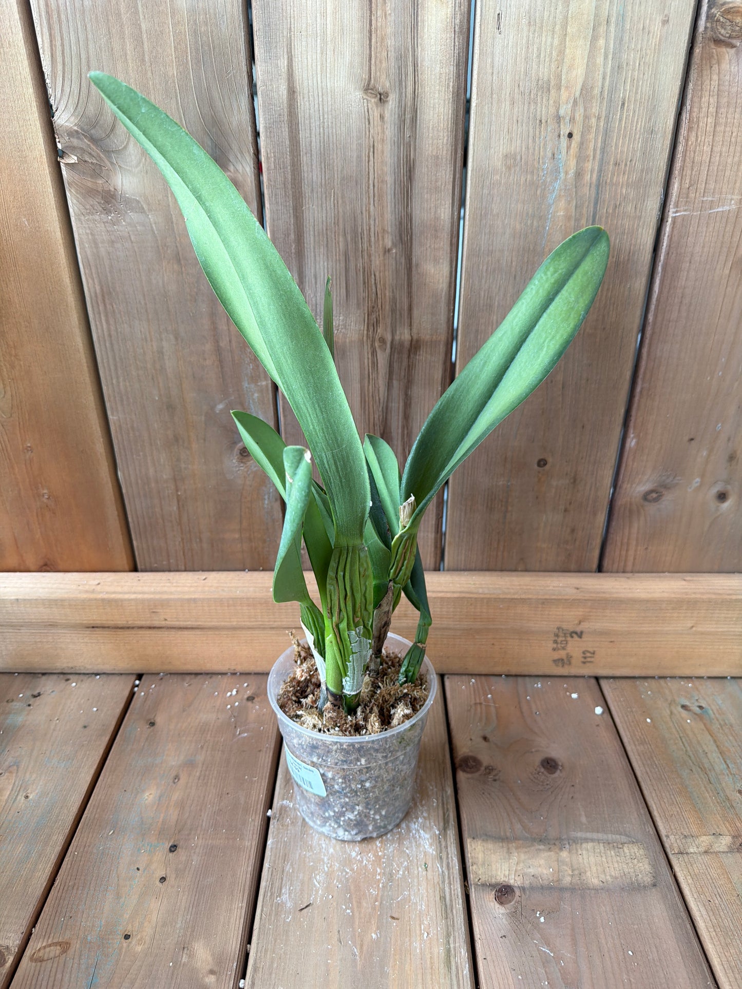 4.5" Cattleya canhamiana f. coerulea 'Azure Sky'