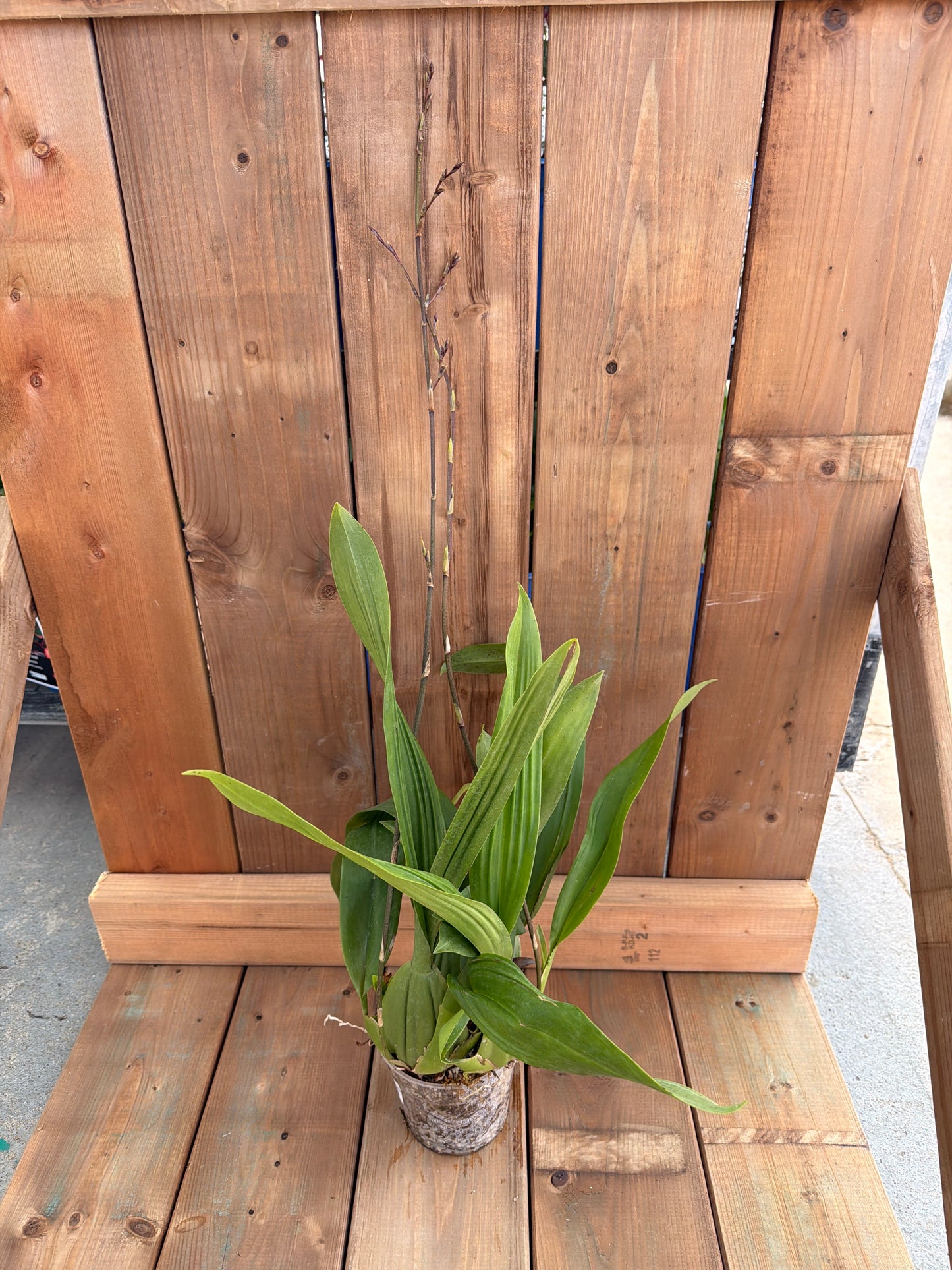 4.5" Oncidium 'Sharry Baby'