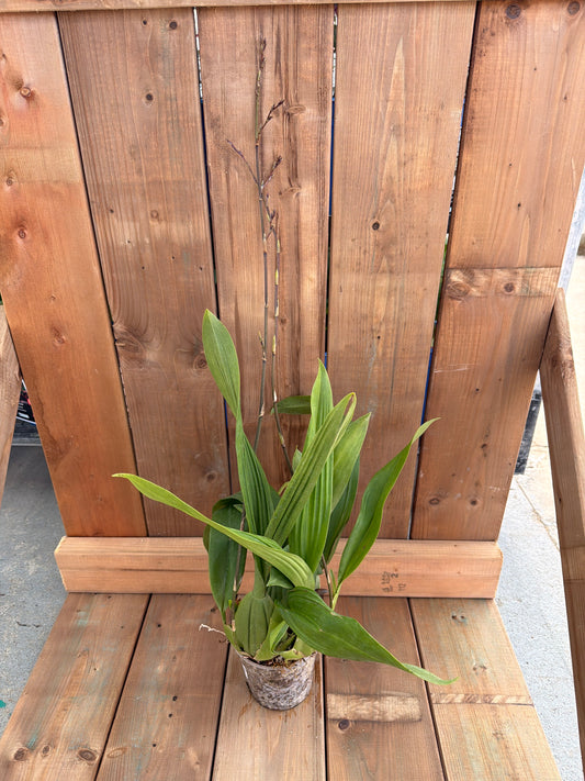4.5" Oncidium 'Sharry Baby'