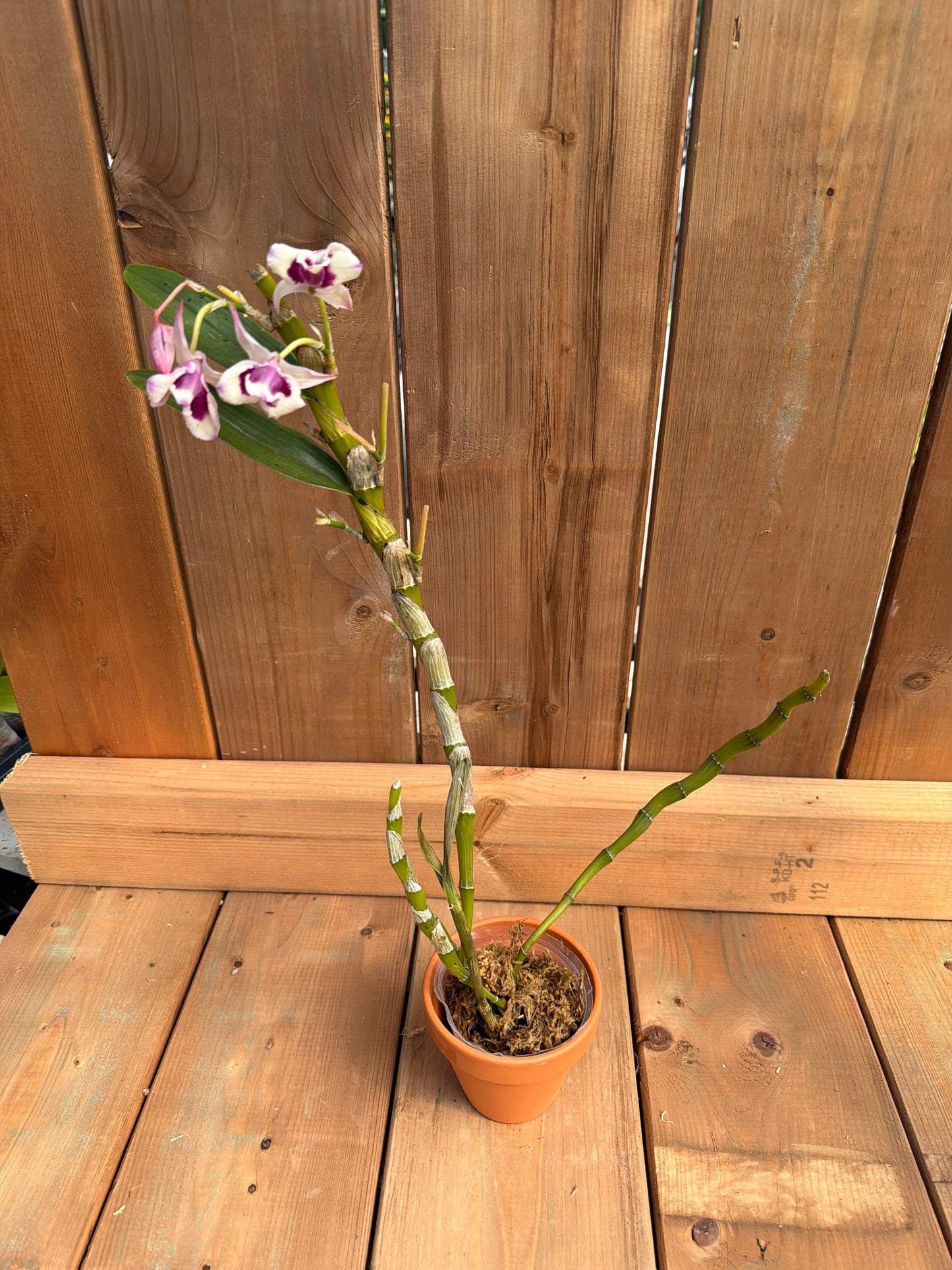 Dendrobium nobile cooksonianum