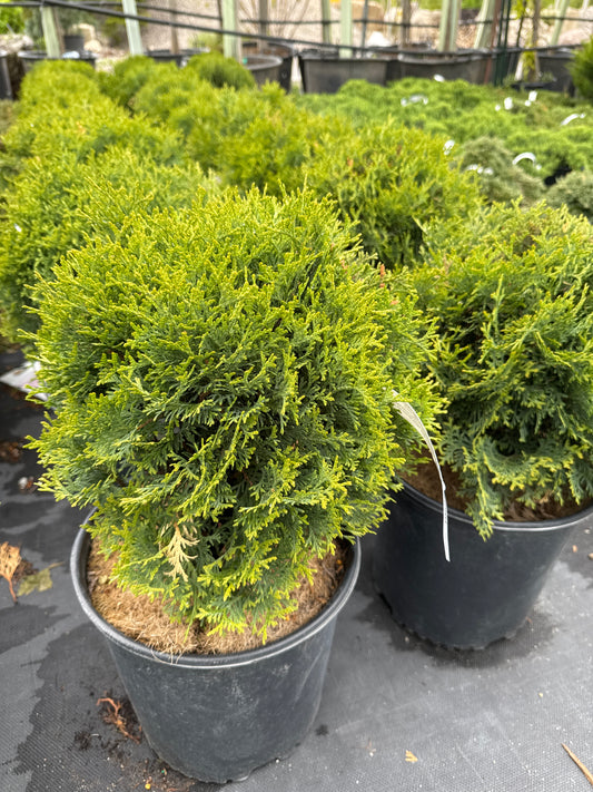 Little Giant Cedar 3gal