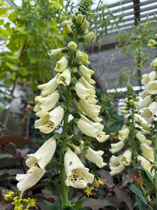 Foxglove 'Dalmatian Cream' 1gal