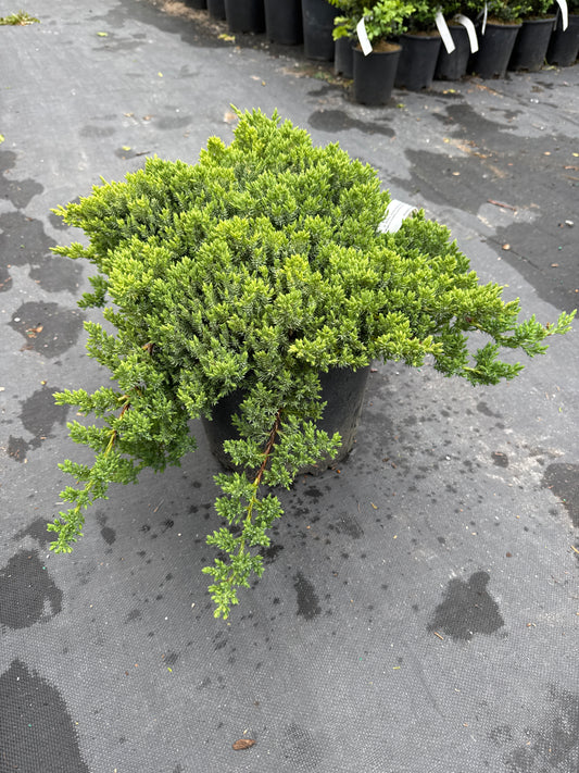 Dwarf Japanese Garden Juniper 3gal