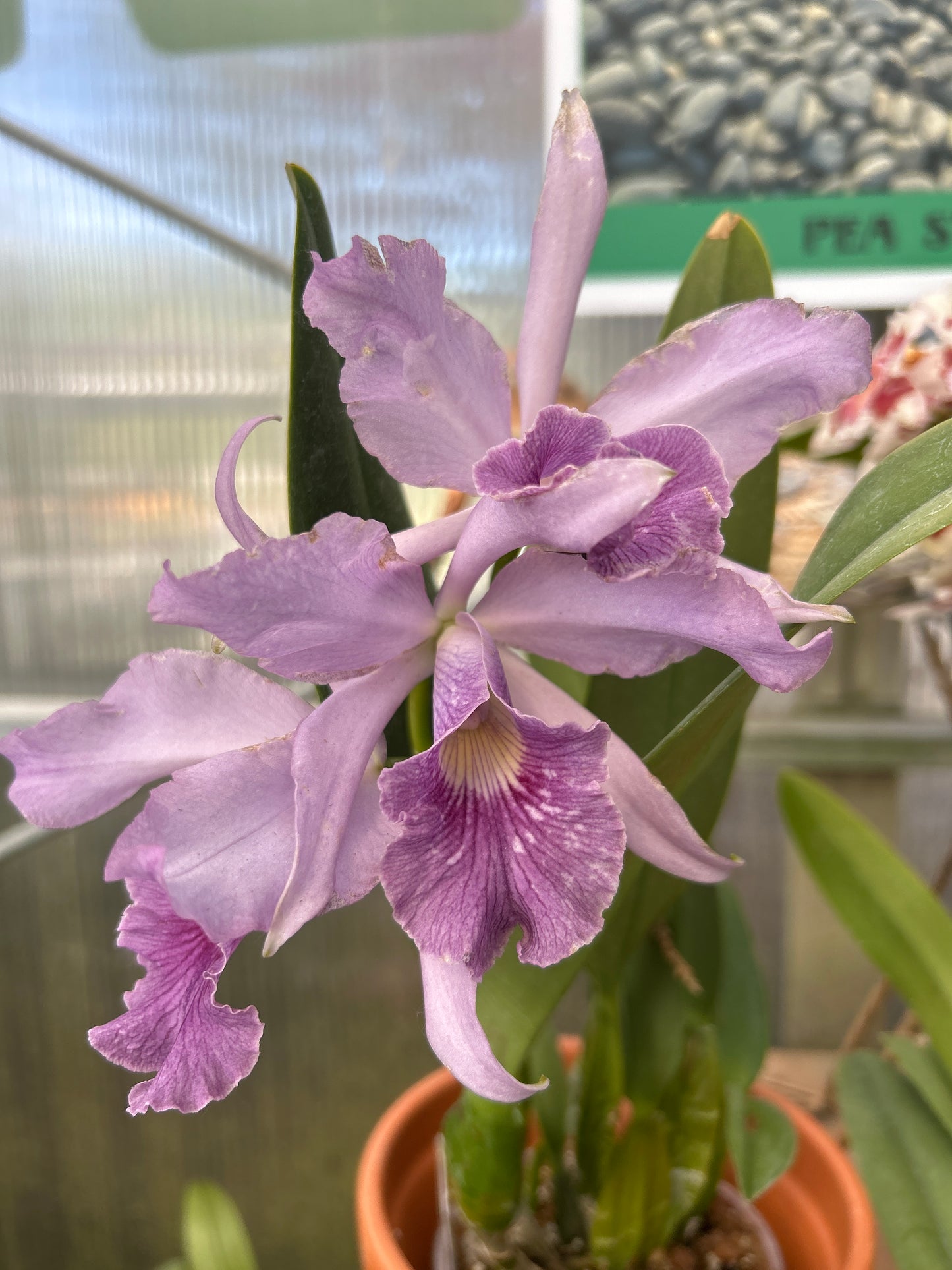 4.5" Cattleya Canhamiana f. coerulea Azure Sky