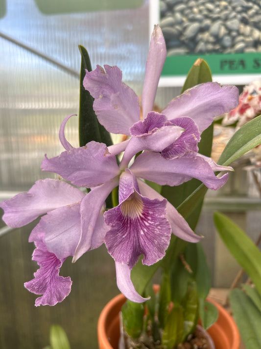 4.5" Cattleya Canhamiana f. coerulea Azure Sky
