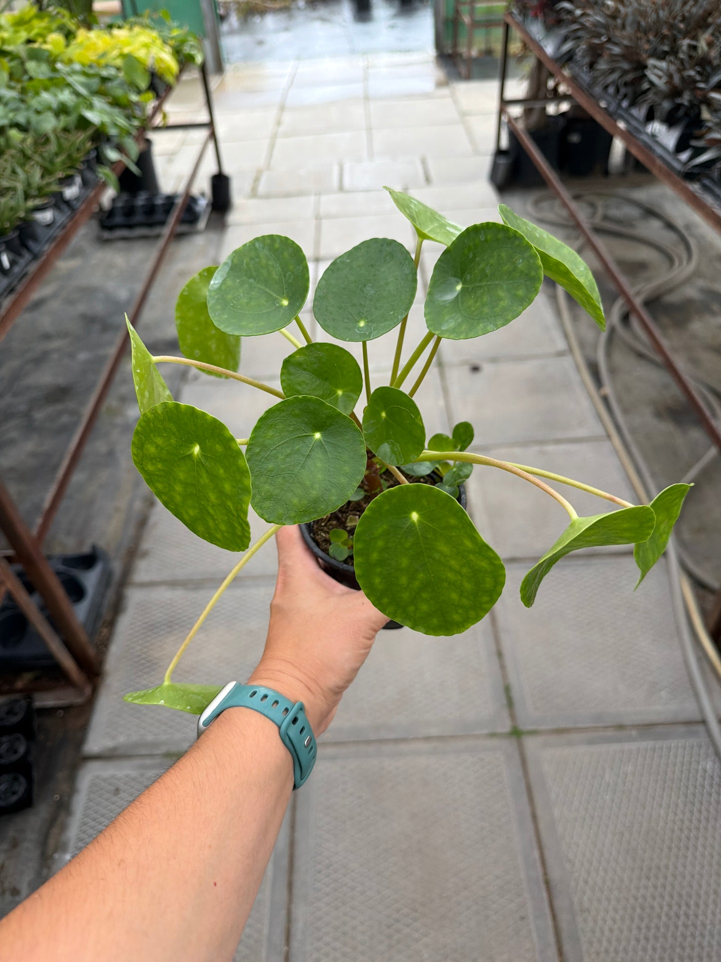4" Pilea Peperomiodes