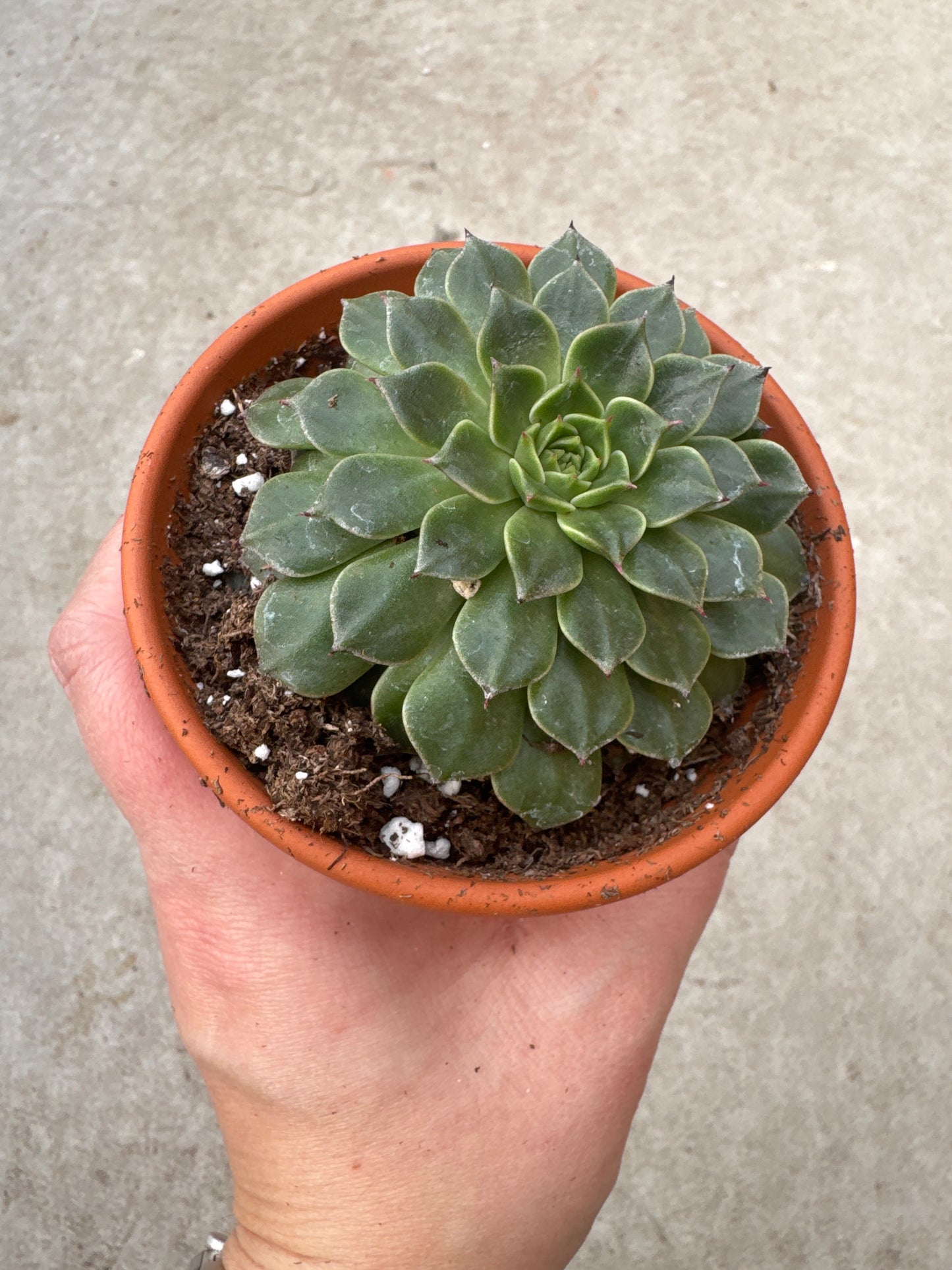 3" Graptopetalum bellum