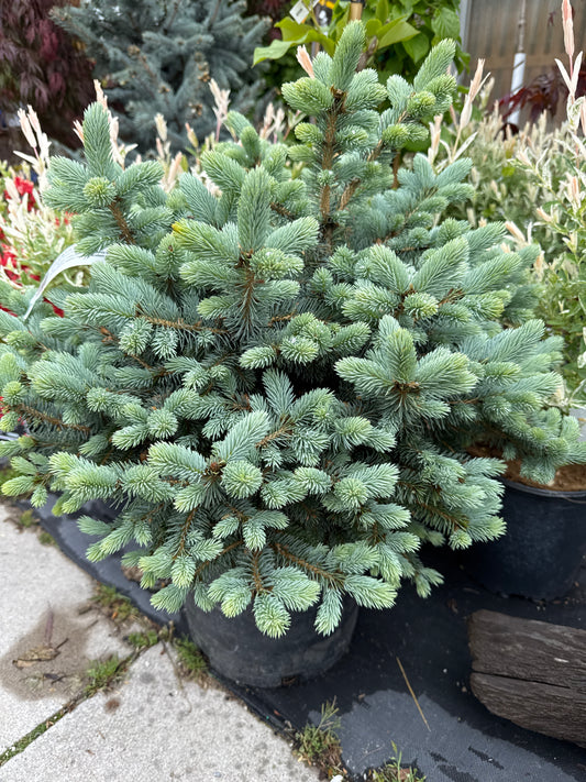 DWARF GLOBE BLUE SPRUCE 3G
