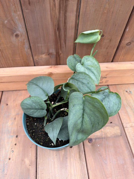 6" Scindapsus 'Silver Hero"