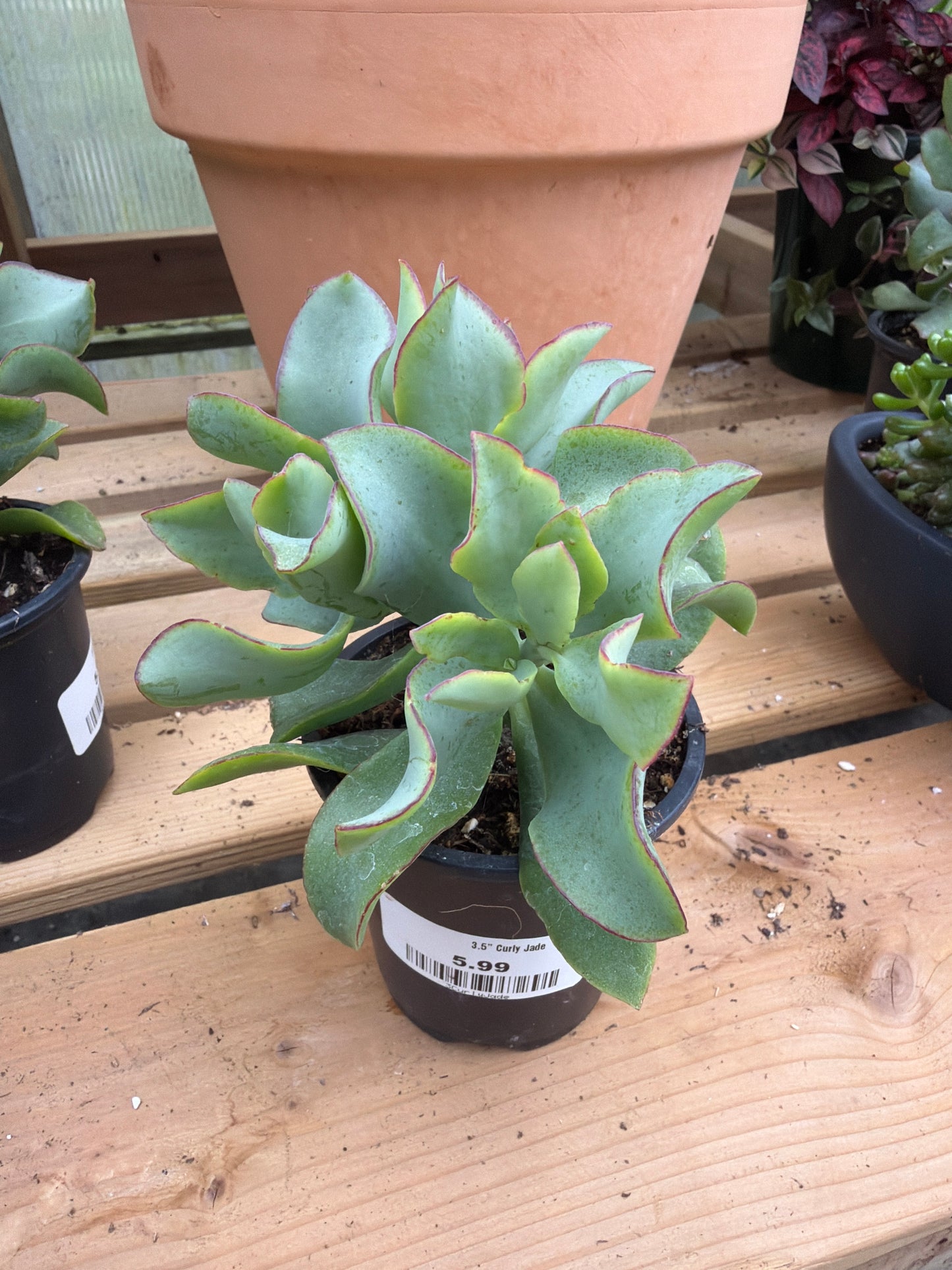 3.5" Curly Jade