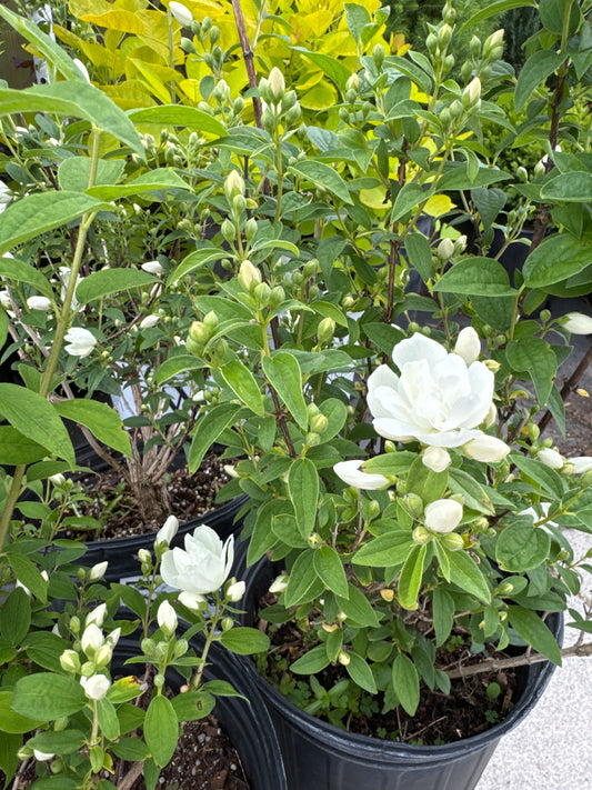 Mock Orange SNOWBELLE 2gal
