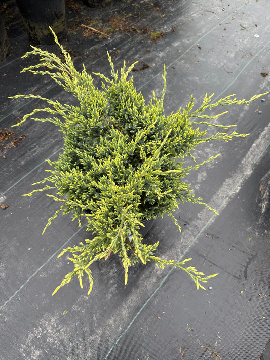 Holger Juniper 3gal
