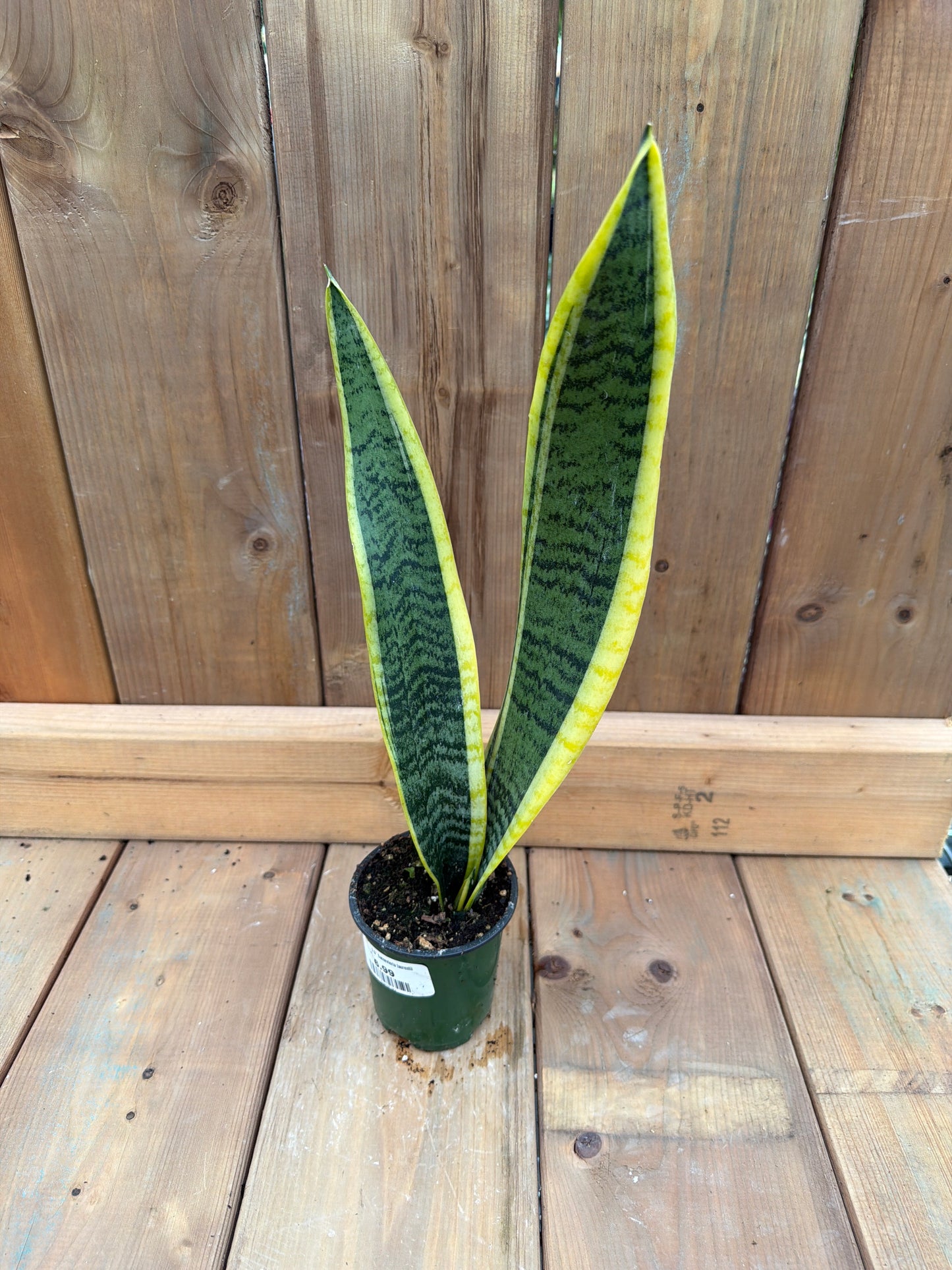 3.5" Sansevieria laurentii