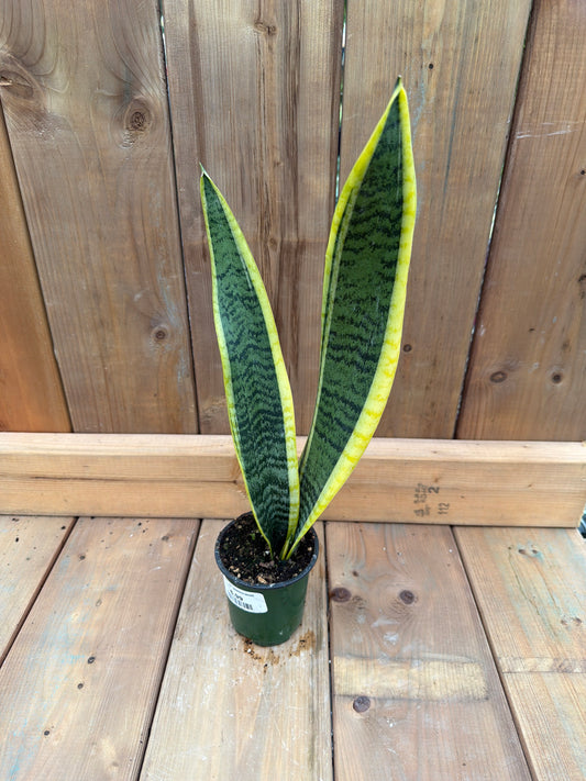 3.5" Sansevieria laurentii