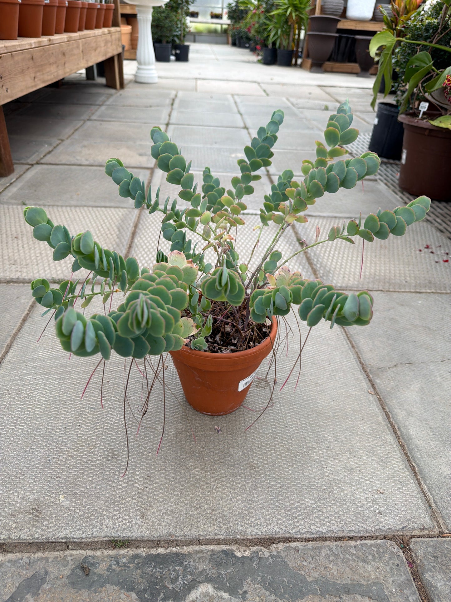 6" Kalanchoe marnieriana