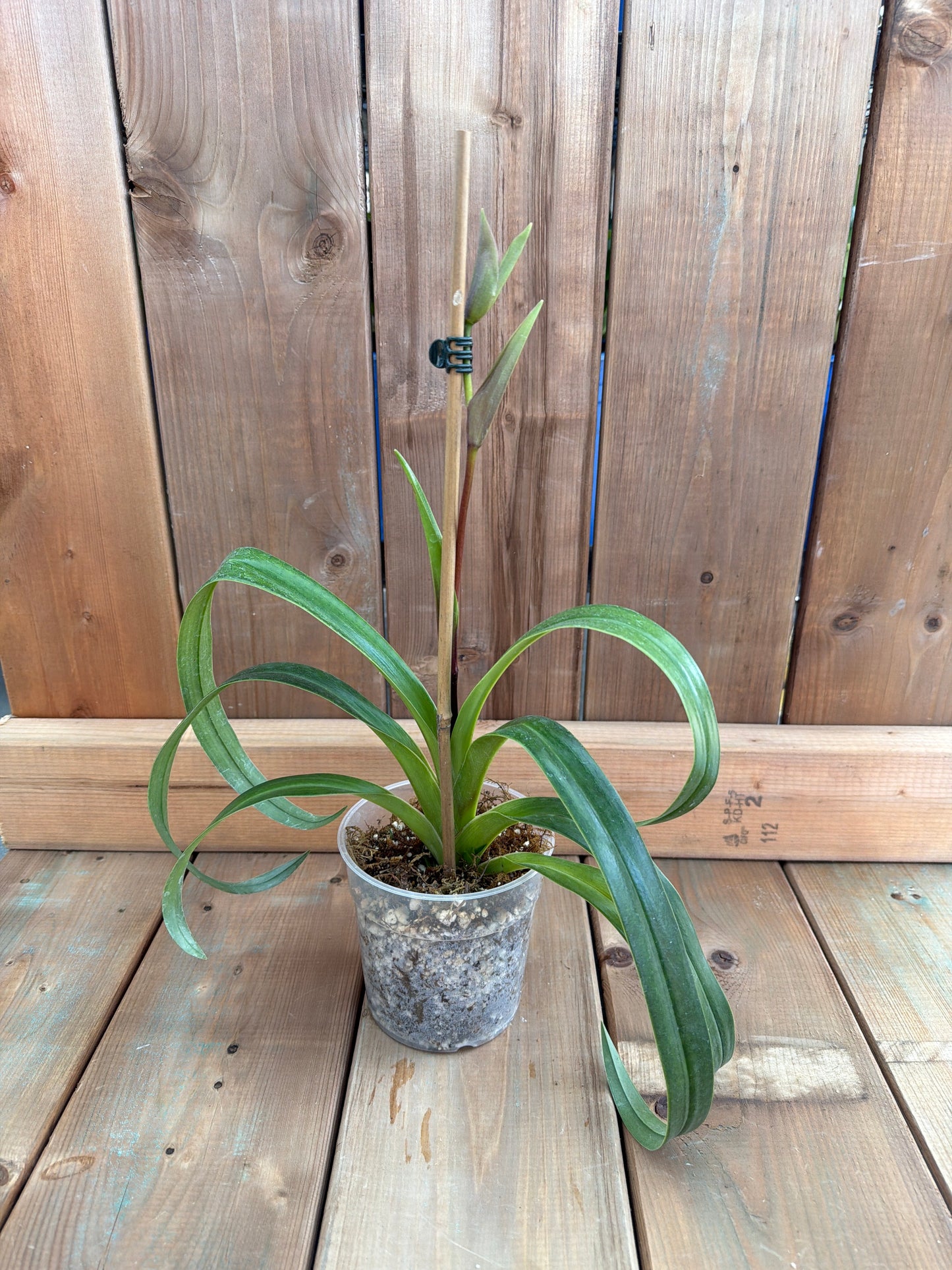 4.5" Phragmipedium Hibrido 'Pat Ramsay'