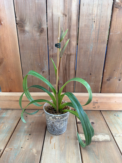 4.5" Phragmipedium Hibrido 'Pat Ramsay'
