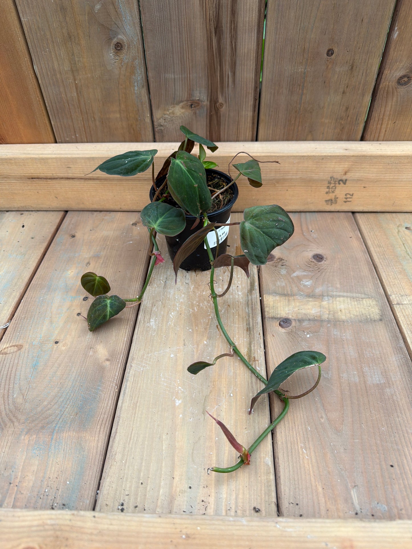 4" Philodendron micans