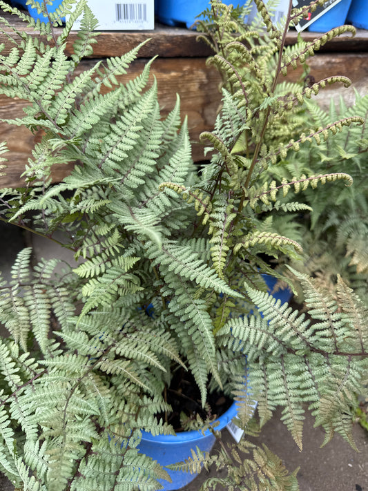 Ghost Fern