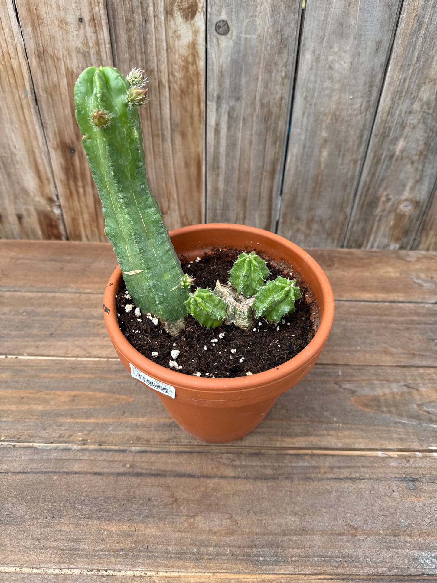 Echinopsis viereckii