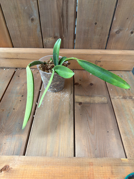 4.5" Cattleya Monita Andina