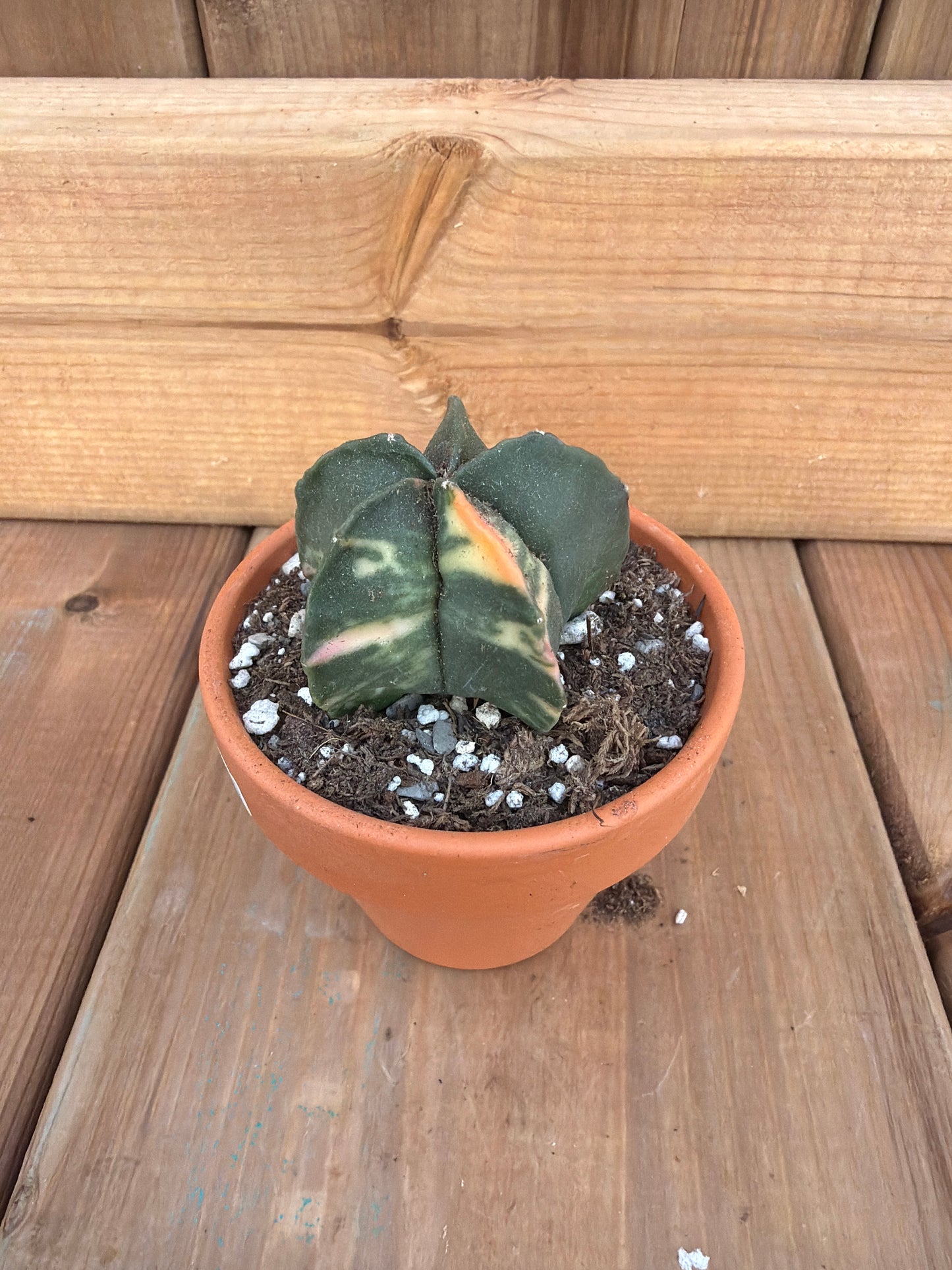 2" Astrophytum myriostigma nudum var.