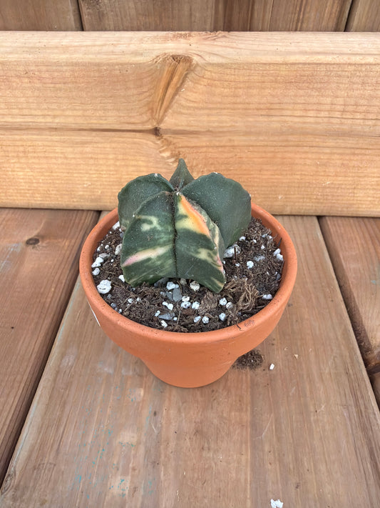 2" Astrophytum myriostigma nudum var.