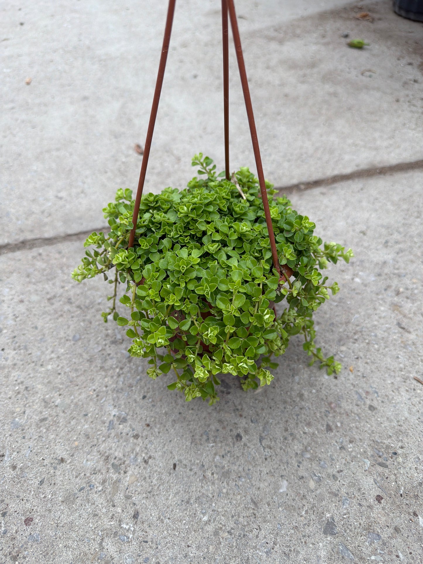 4” HB Pilea depressa