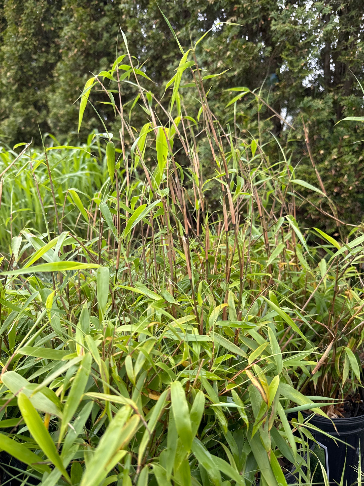 Clumping Bamboo RUFA 2gal