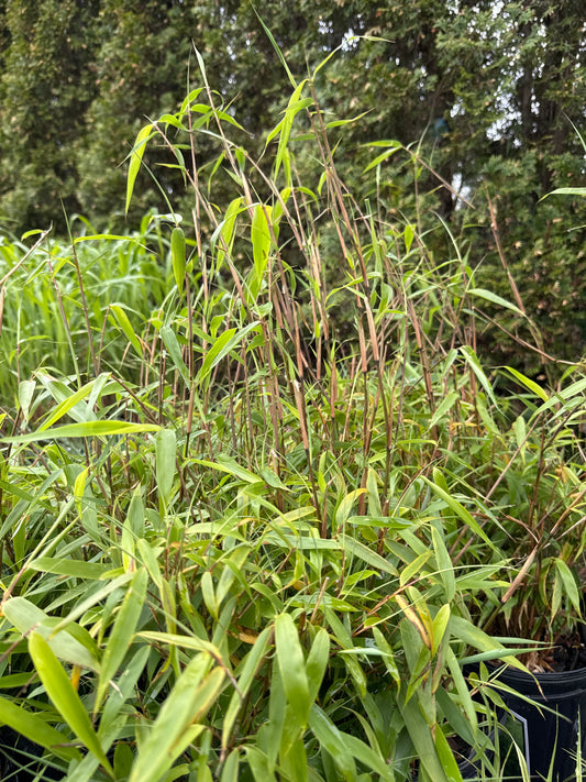 Clumping Bamboo RUFA 2gal