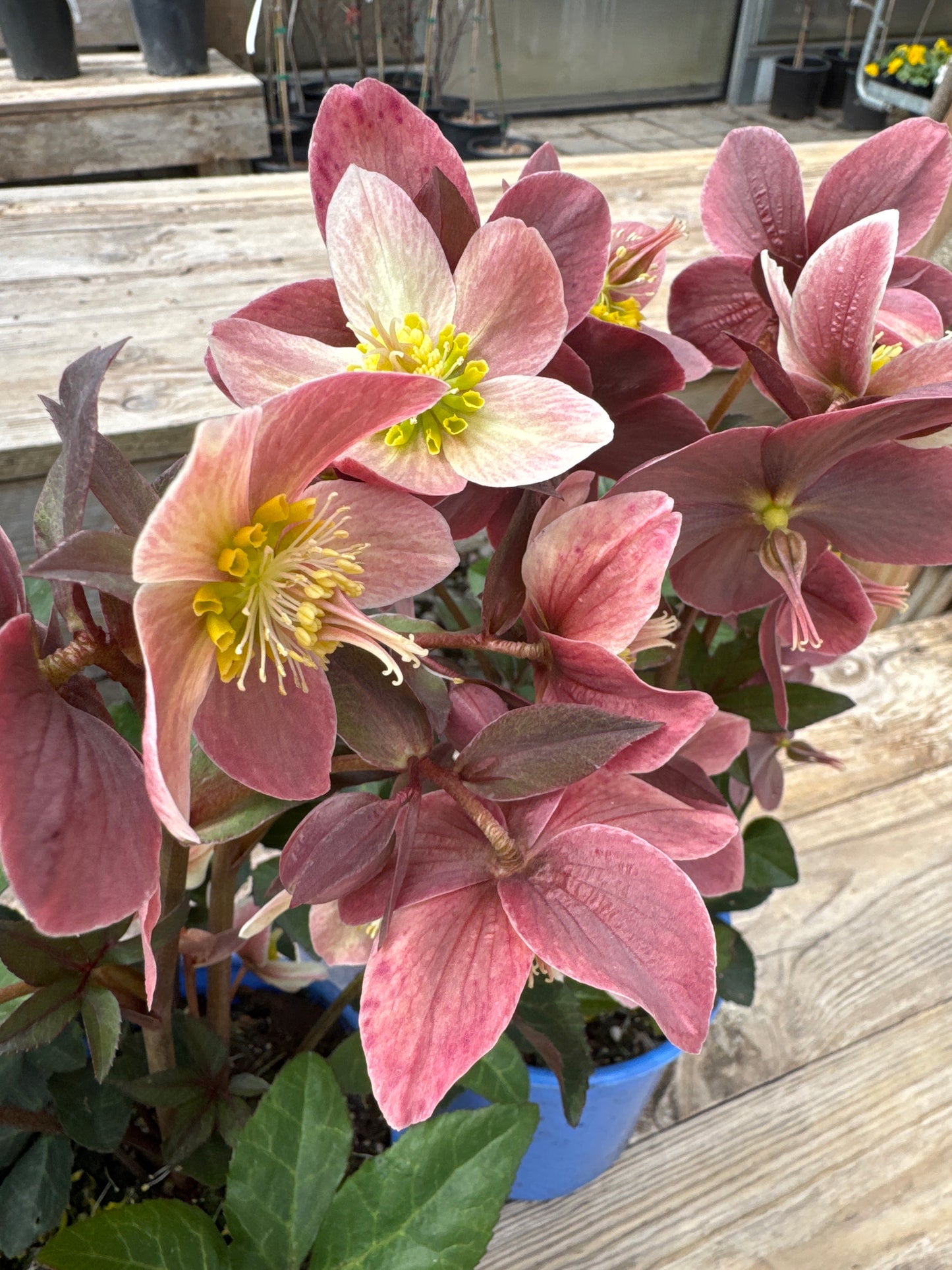 Helleborus HGC Merlin