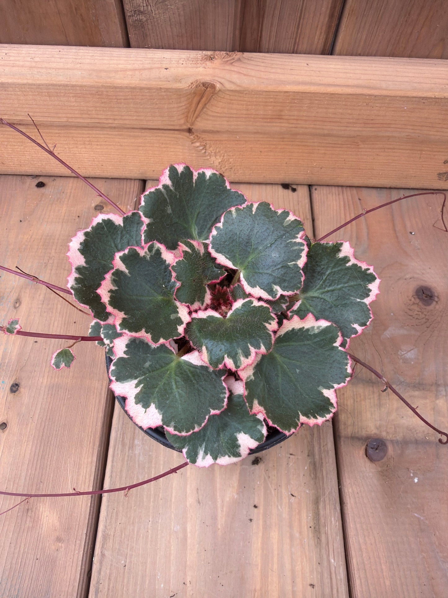 Begonia Strawberry Tricolour 4"